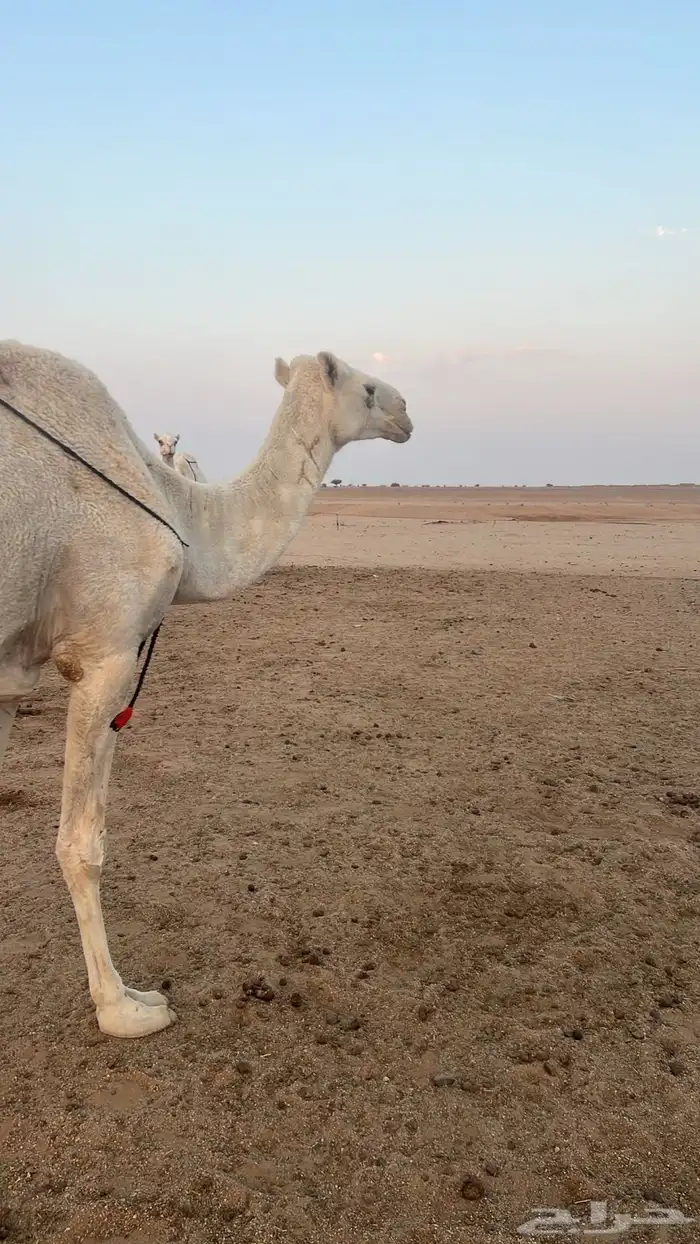 نياق خلفات وضح م بكار حقاق بناتهن برحولها و فحلها 9