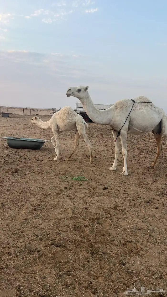 نياق خلفات وضح م بكار حقاق بناتهن برحولها و فحلها 8