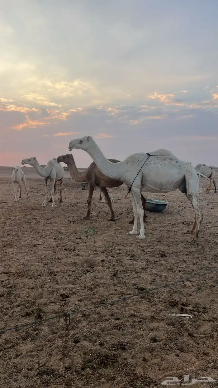 نياق خلفات وضح م بكار حقاق بناتهن برحولها و فحلها 10