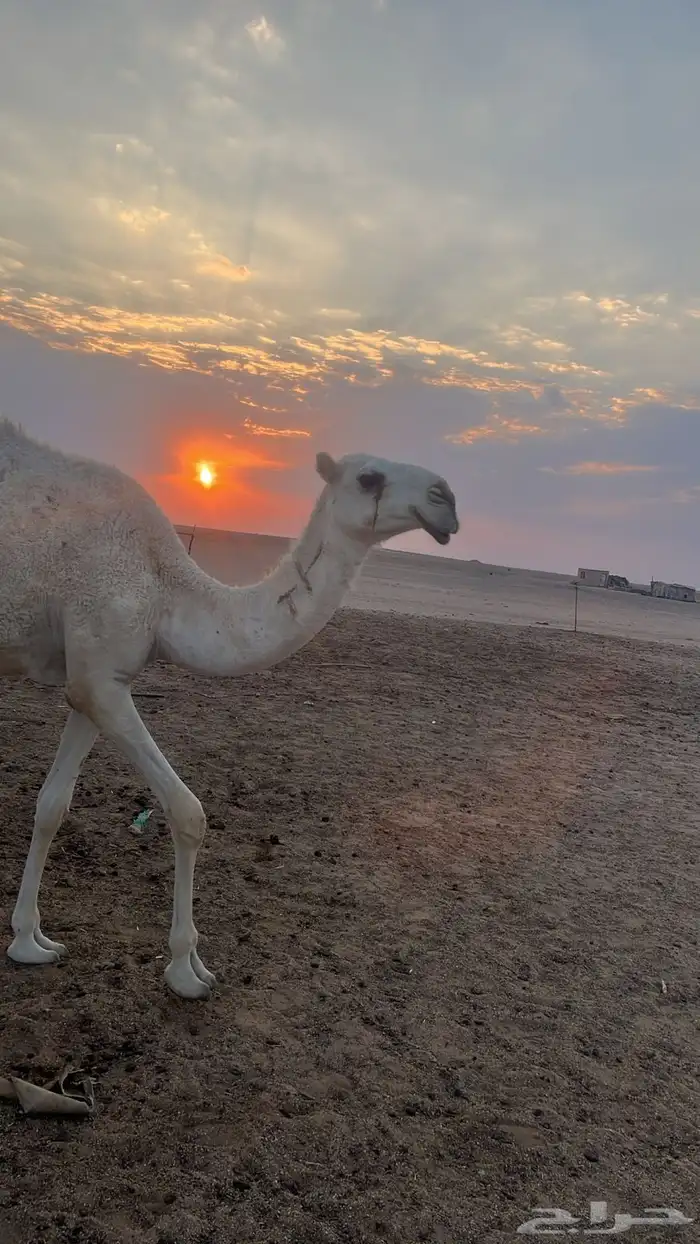 نياق خلفات وضح م بكار حقاق بناتهن برحولها و فحلها 4