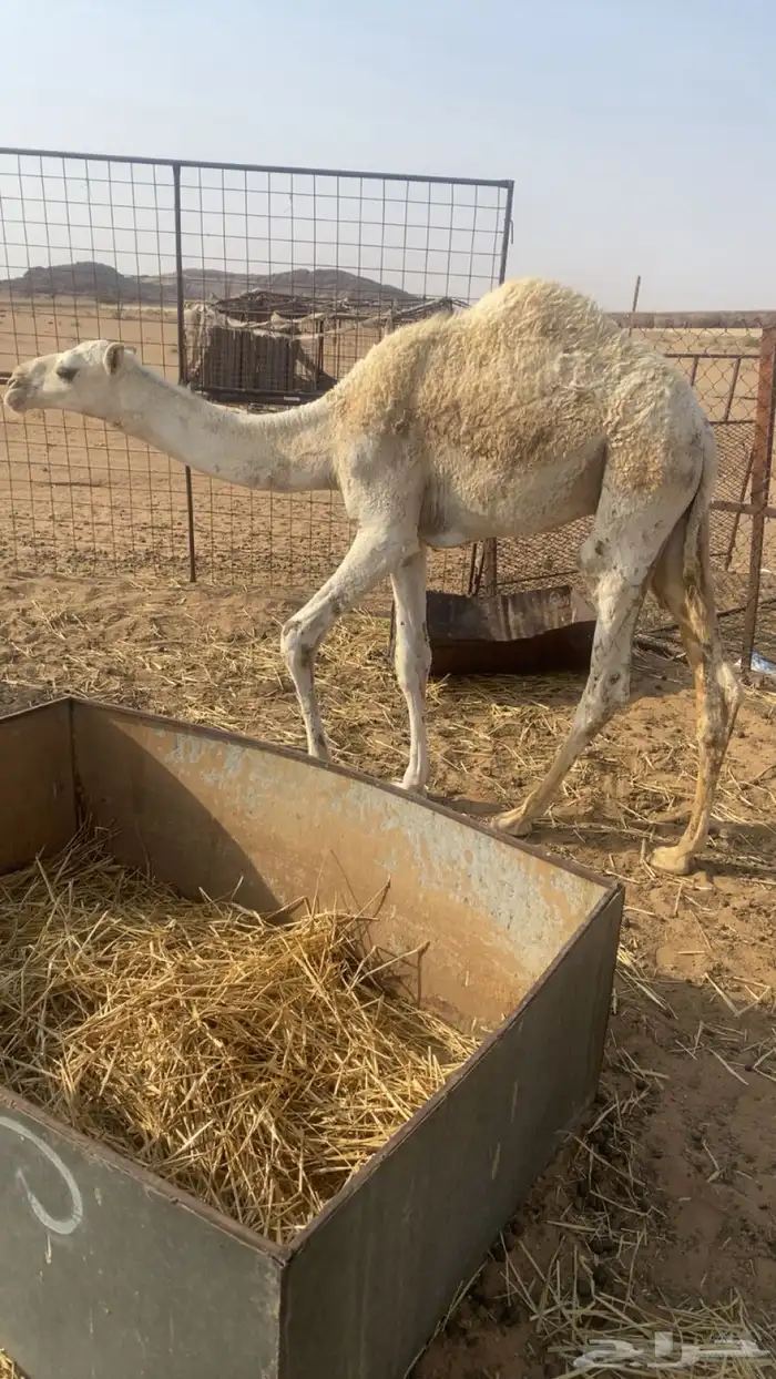 للبيع قعودين 2