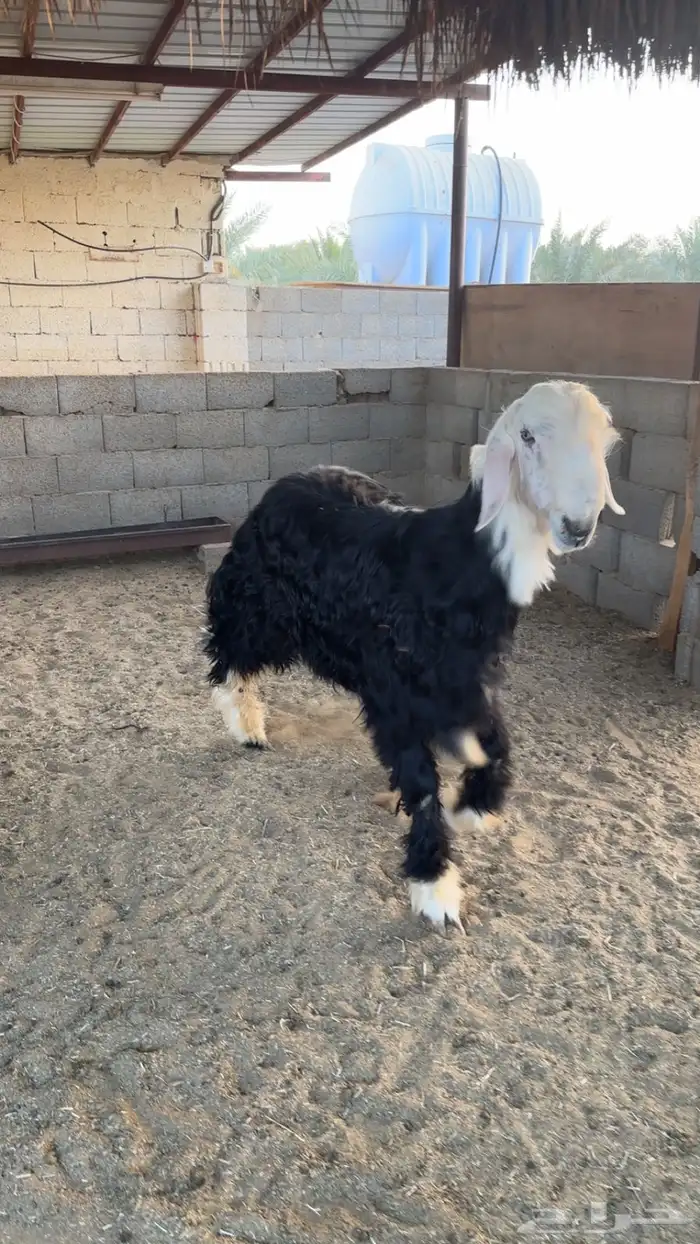ذبايح 5