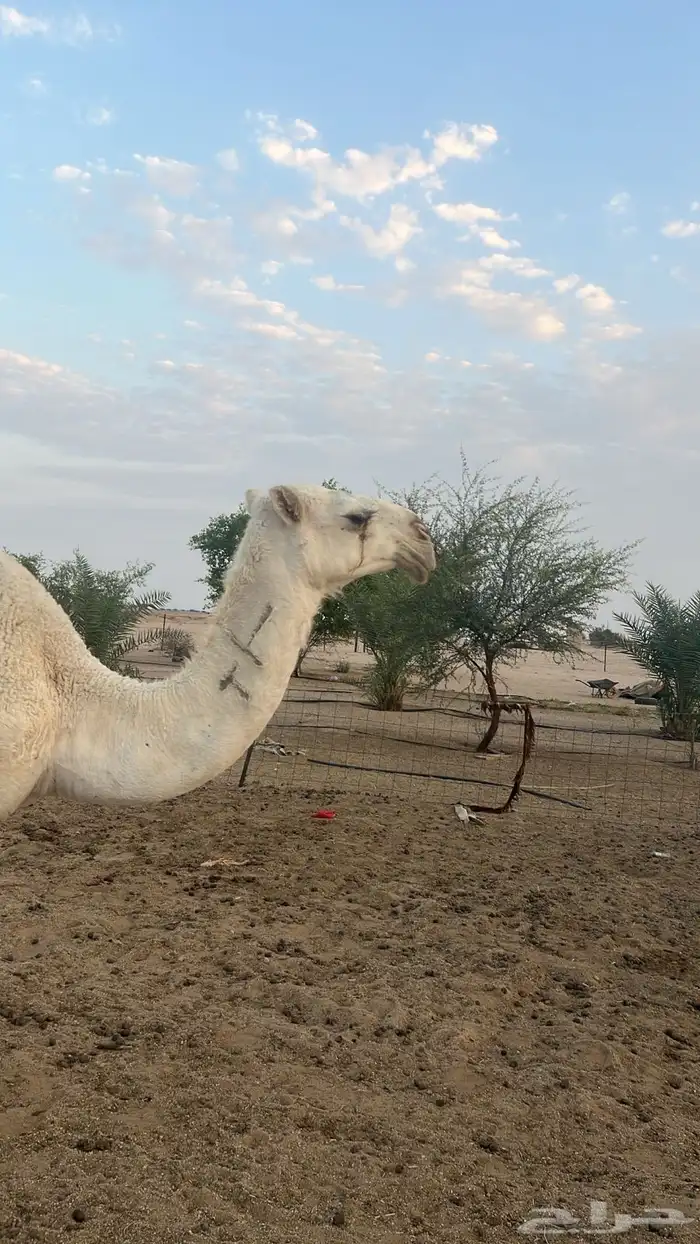 نياق خلفات وضح م بكار حقاق بناتهن برحولها و فحلها 0