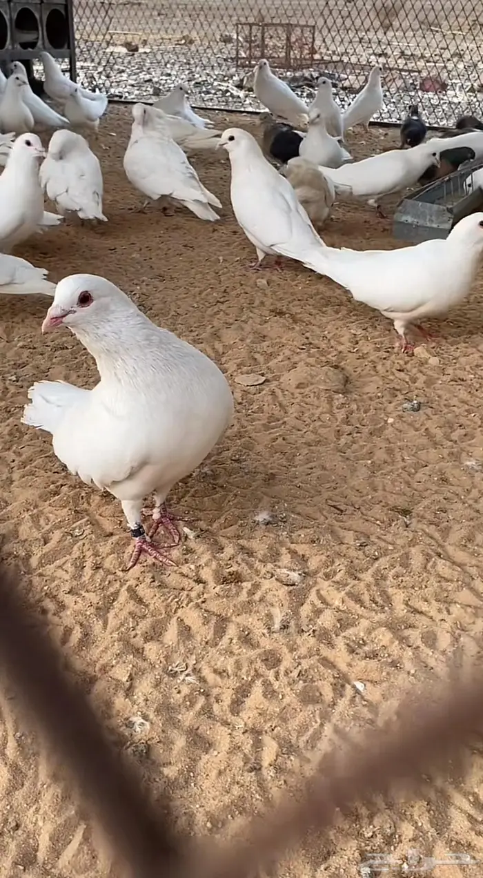 زغاليل حمام فرنسي 1