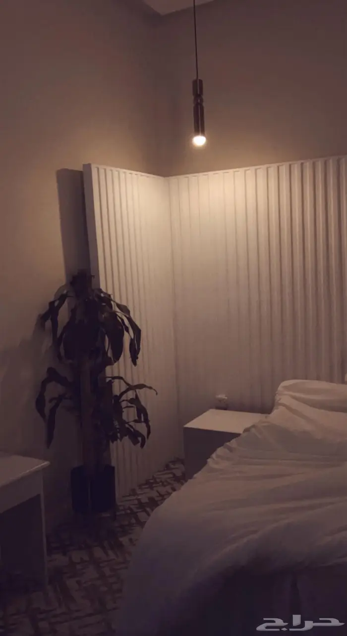 اشجار حمضيات اشجار ماكديما جميله حمضيات 0