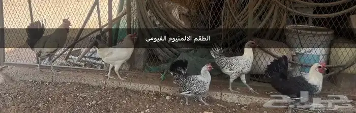 اطقم دجاج بياض 2
