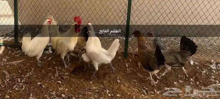 اطقم دجاج بياض 0