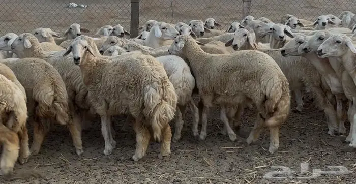 58 رخيل حري جذعيات بالقنفذة 3