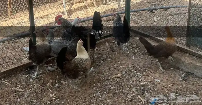 اطقم دجاج بياض 4