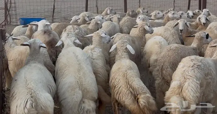 58 رخيل حري جذعيات بالقنفذة 1