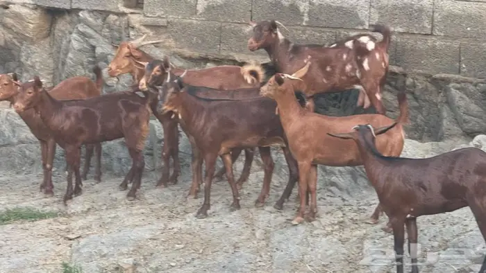 معزا دهم 12 بالفحل تم البيع 6