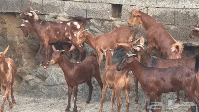 معزا دهم 12 بالفحل تم البيع 1