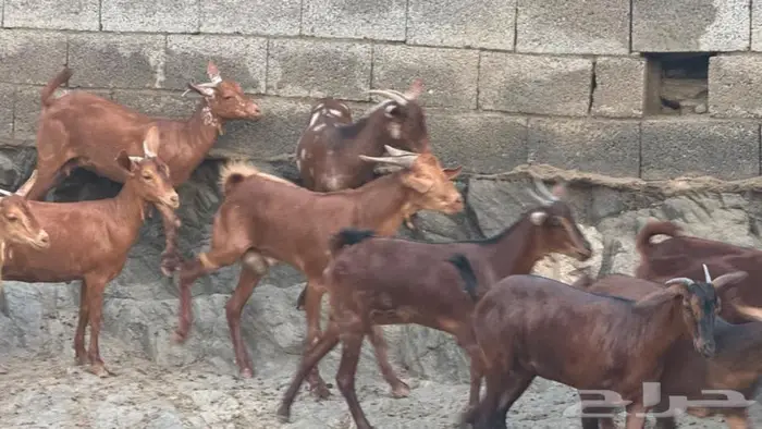 معزا دهم 12 بالفحل تم البيع 2