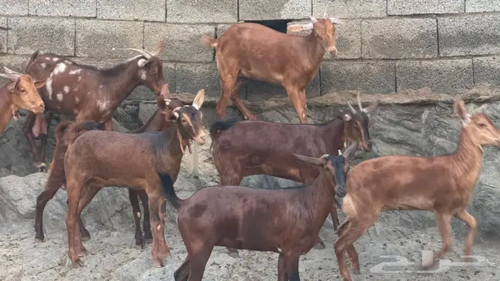 معزا دهم 12 بالفحل تم البيع 4