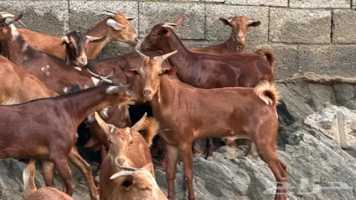 معزا دهم 12 بالفحل تم البيع 5