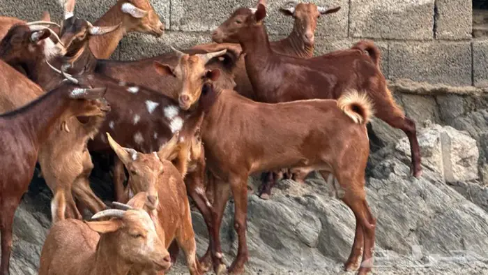معزا دهم 12 بالفحل تم البيع 7