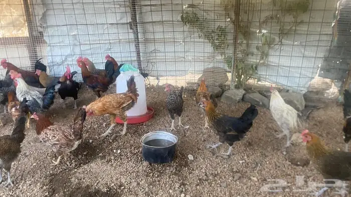 تم البيع تم البيع 0