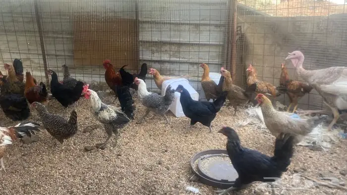 تم البيع تم البيع 2