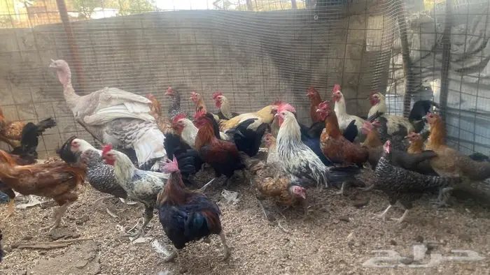 تم البيع تم البيع 3