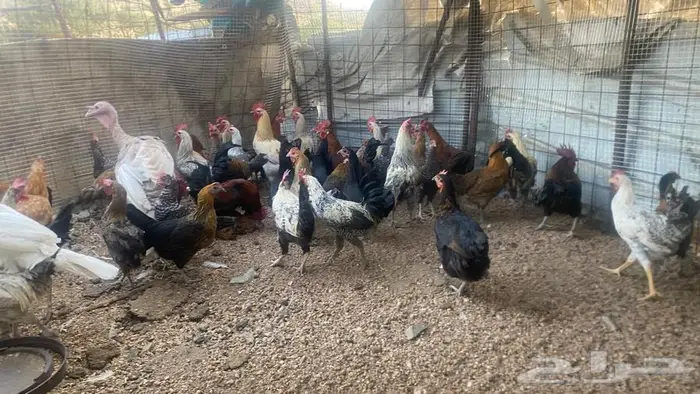 تم البيع تم البيع 6