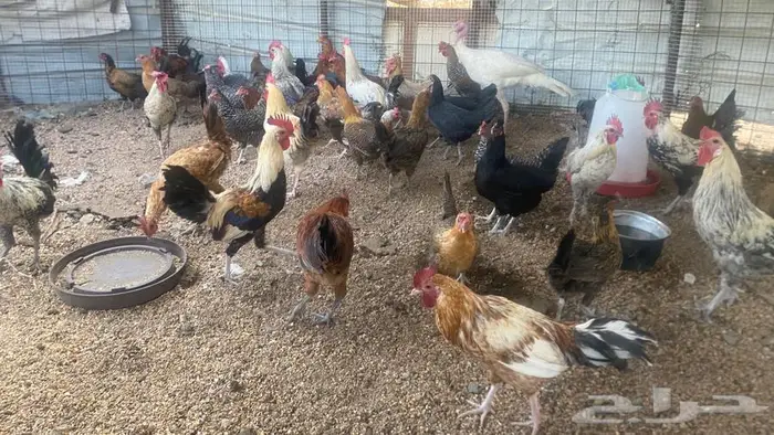 تم البيع تم البيع 7