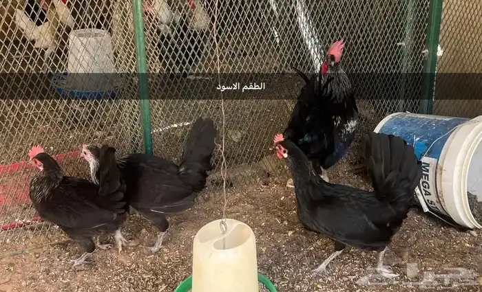 اطقم دجاج بياض 6