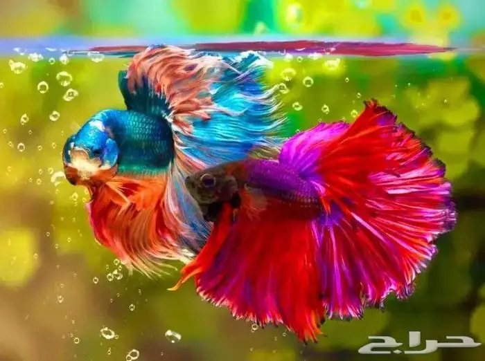 طيور زينة ومستلزماتها محل نوادر خميس مشيط 3