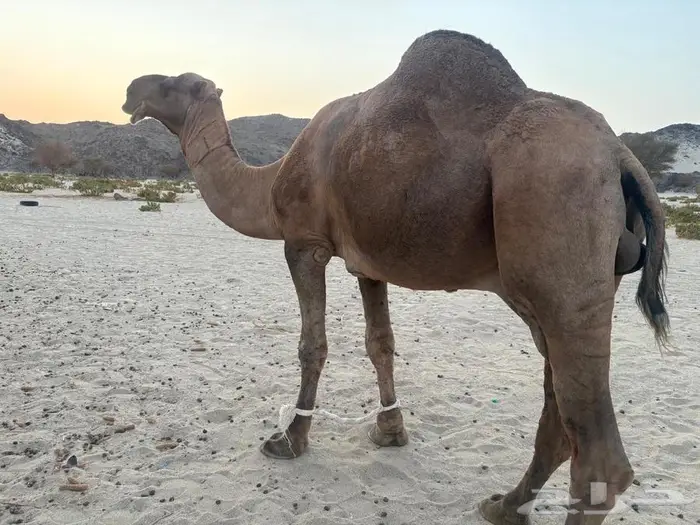 جمل باكستاني احمر 2