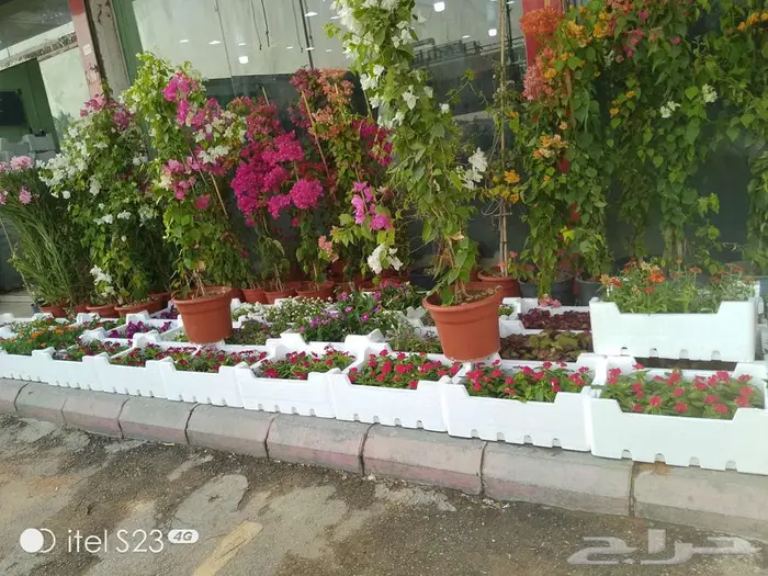 نخل واشنطني 2