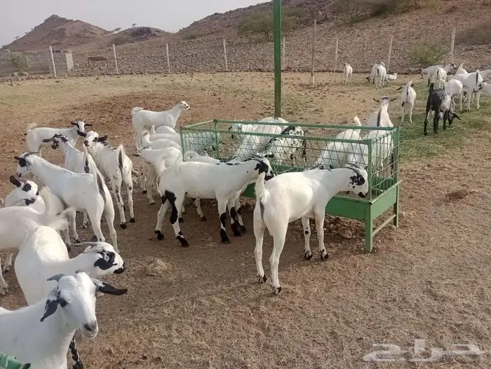 غرب المجاردة بعد احد ثربان 0