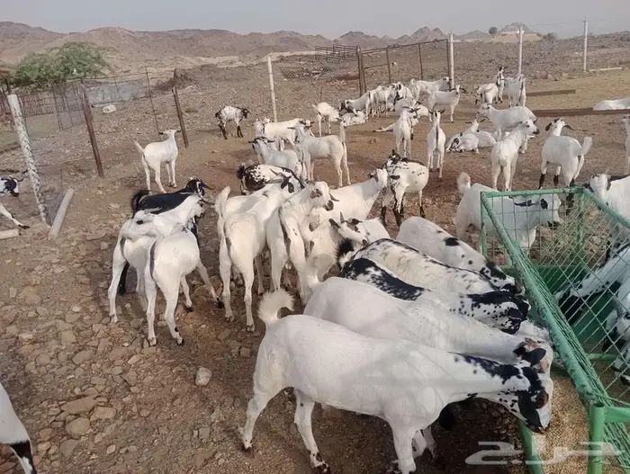 غرب المجاردة بعد احد ثربان 2