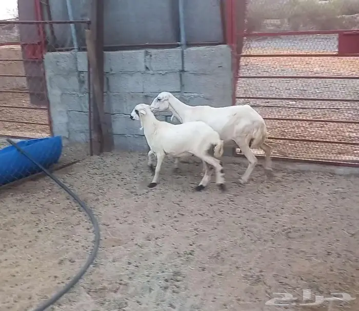 نعجه رفيديه تحتها رخله 0