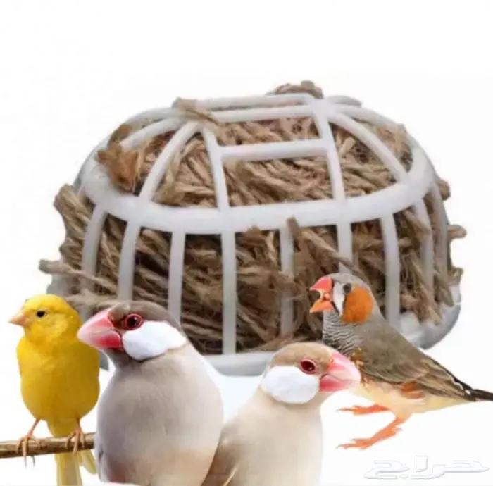 طيور زينة ومستلزماتها محل نوادر خميس مشيط 53