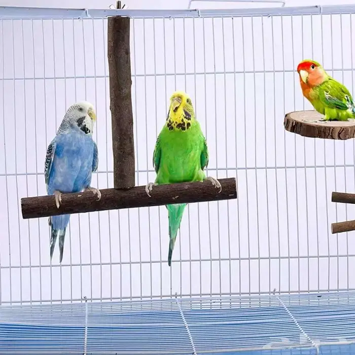 طيور زينة ومستلزماتها محل نوادر خميس مشيط 15