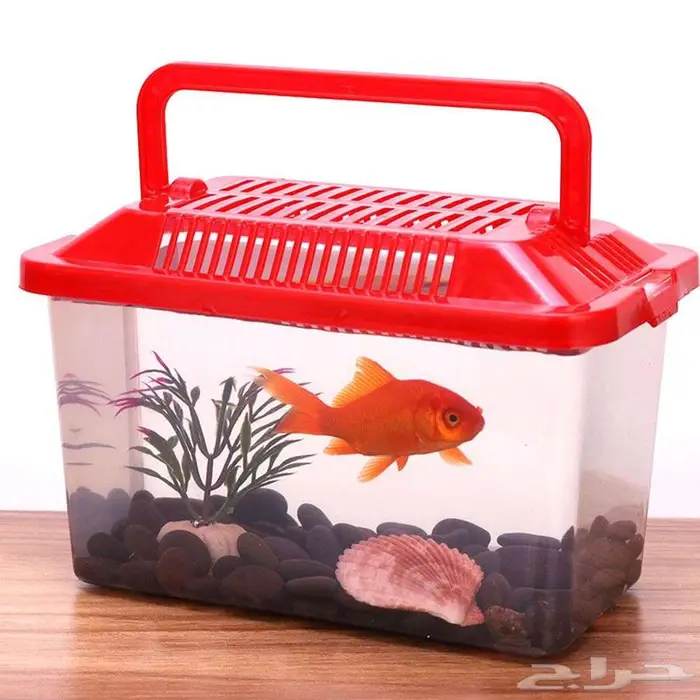 طيور زينة ومستلزماتها محل نوادر خميس مشيط 52