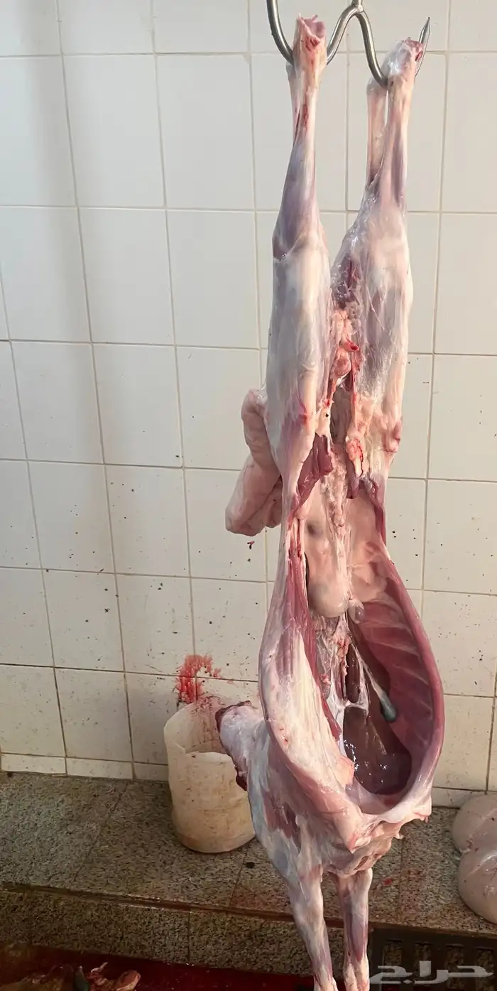 طلي حري ذبيحة ( تم البيع ) 3
