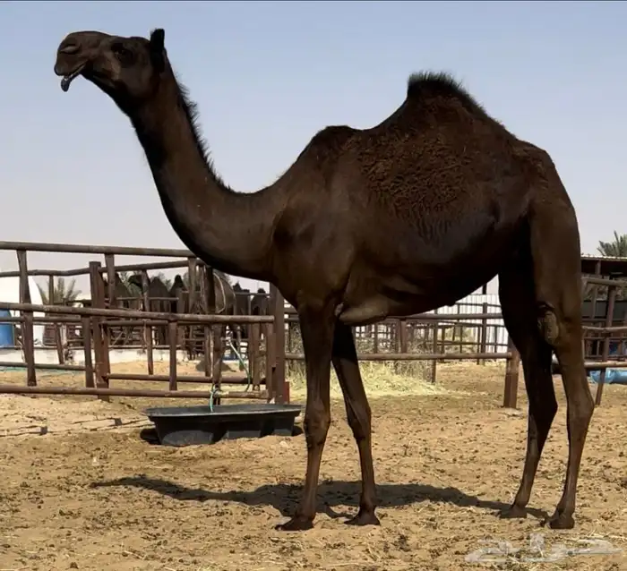 بكره مجهم نادره 0