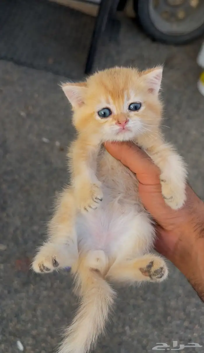 سكوتش فولد بيور 1