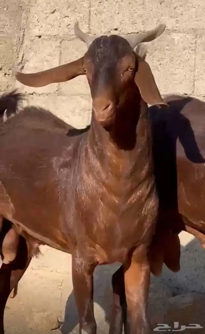 فحل ادهم ادبس رباع 2