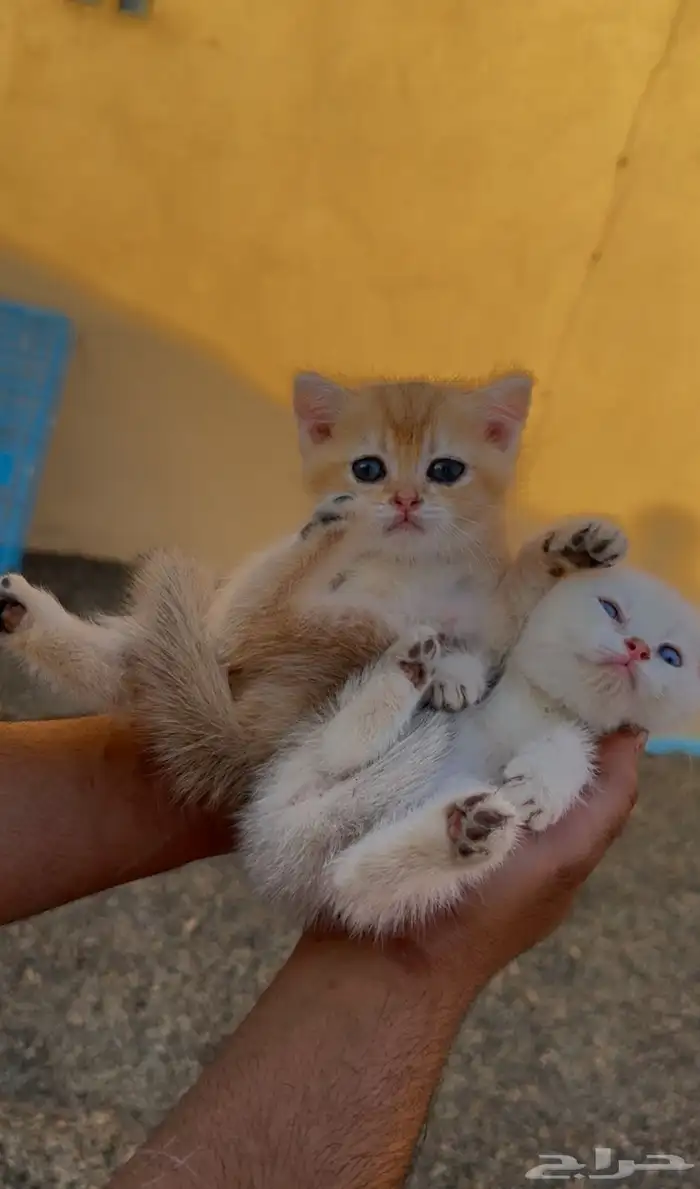 سكوتش فولد بيور 0