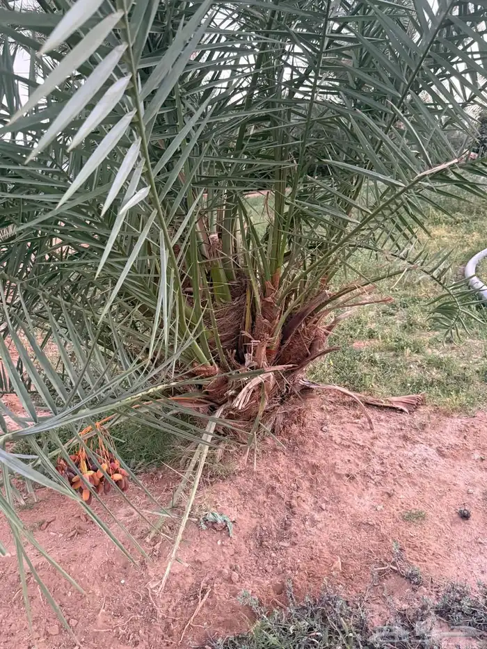 ضبان نخل القريات احجام طيبه وبعضها مثمر 1
