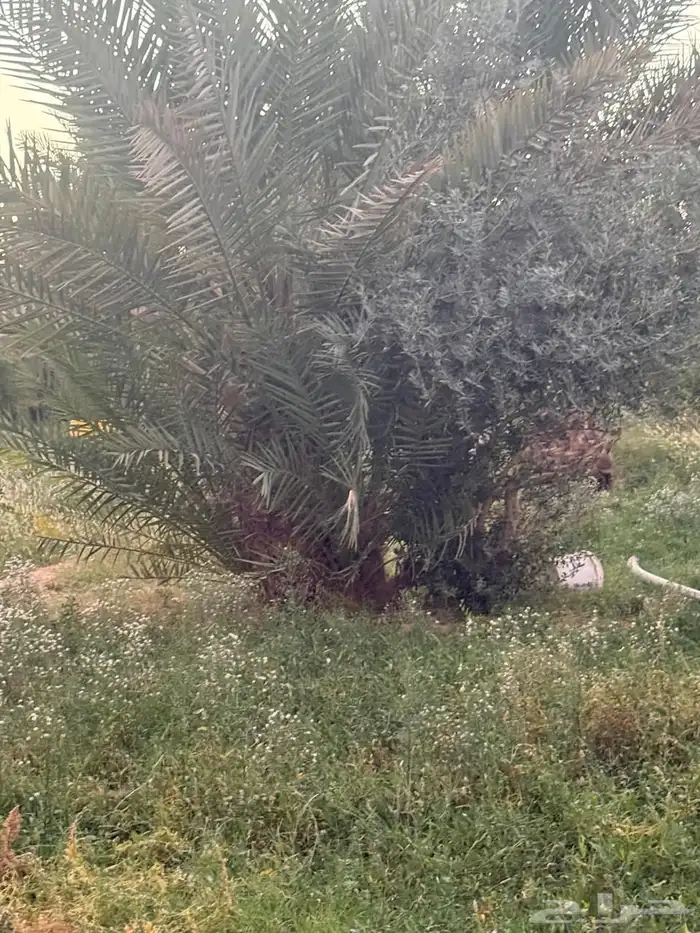 ضبان نخل القريات احجام طيبه وبعضها مثمر 2