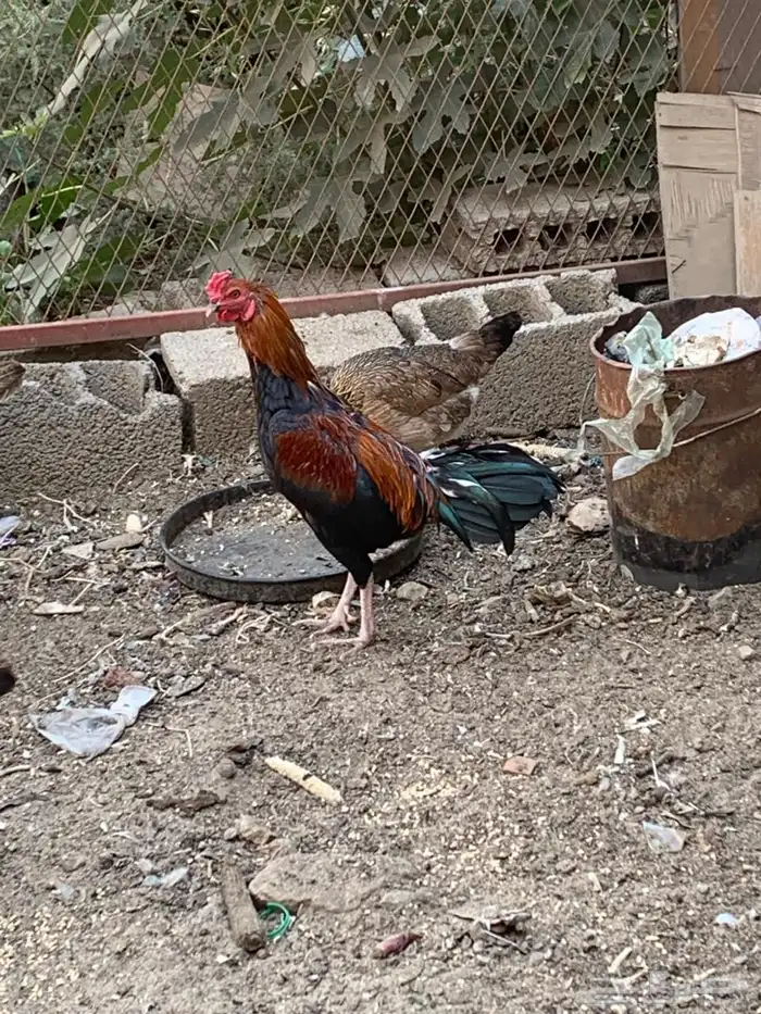 ديك باكستاني هجين 7