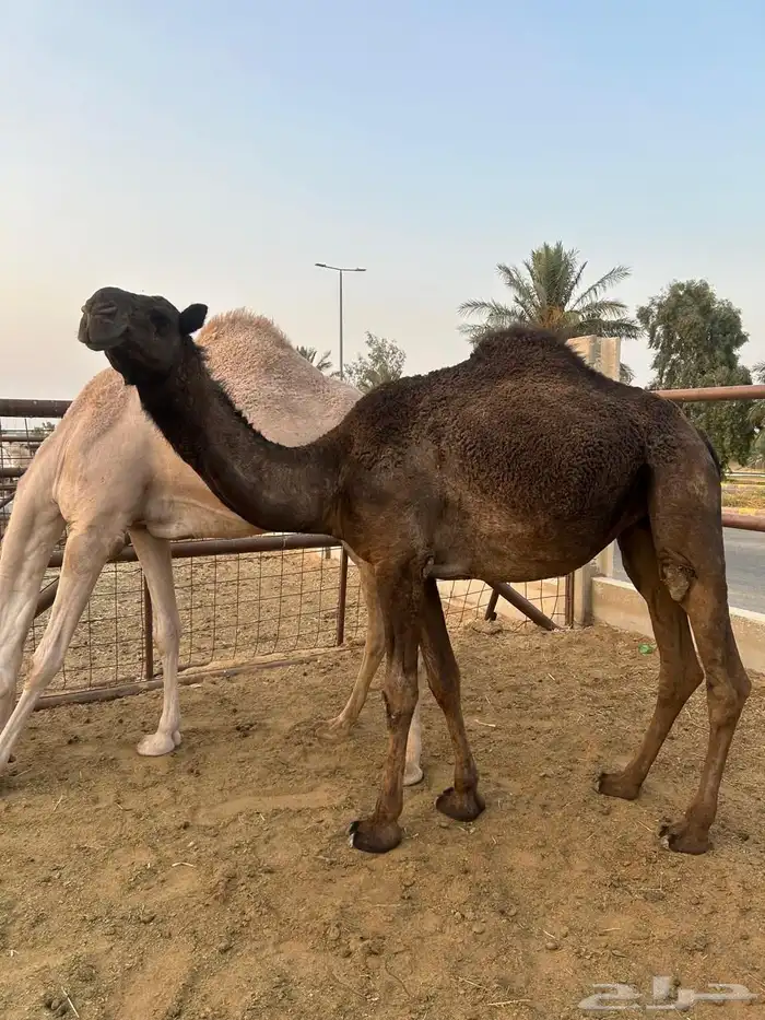 البكره الجذعه ولقحه لها باللقاح حول عشر شهور وشرط سليمه 1