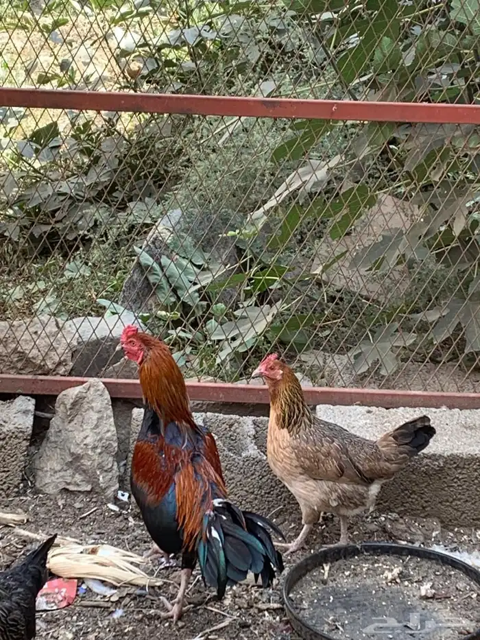 ديك باكستاني هجين 5