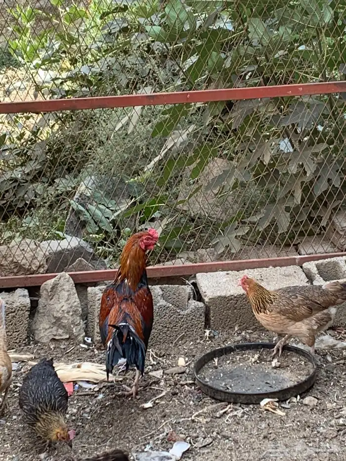 ديك باكستاني هجين 2