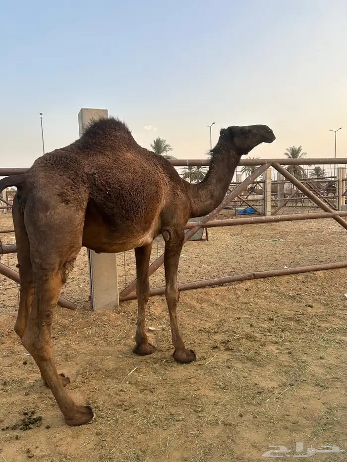 البكره الجذعه ولقحه لها باللقاح حول عشر شهور وشرط سليمه 0