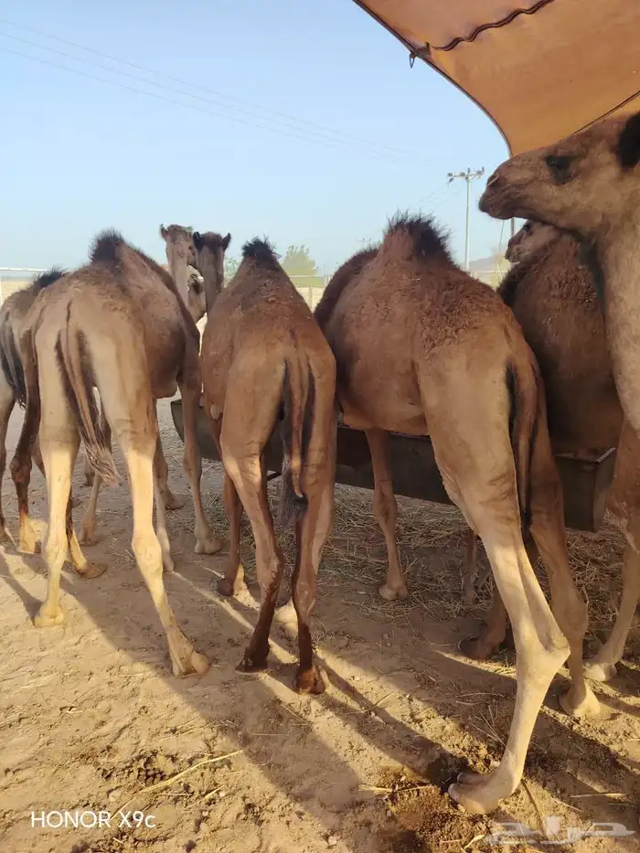 حاشي صومالي إعداد وفيره لأصحاب الجمله والملاحم 1