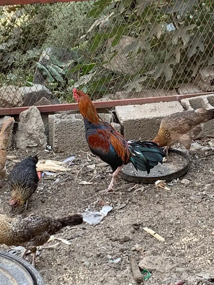 ديك باكستاني هجين 1