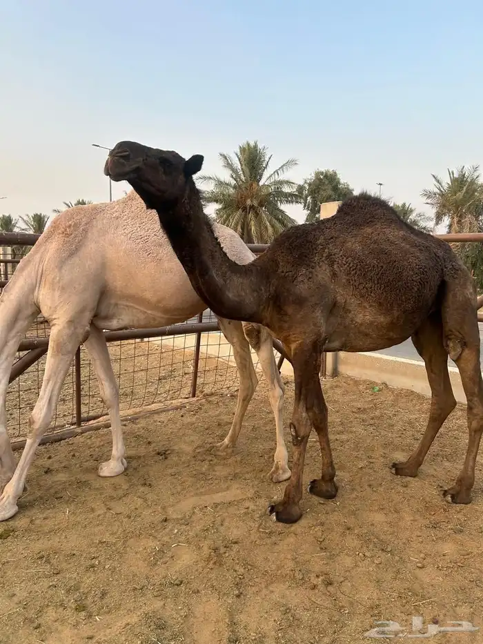 البكره الجذعه ولقحه لها باللقاح حول عشر شهور وشرط سليمه 2